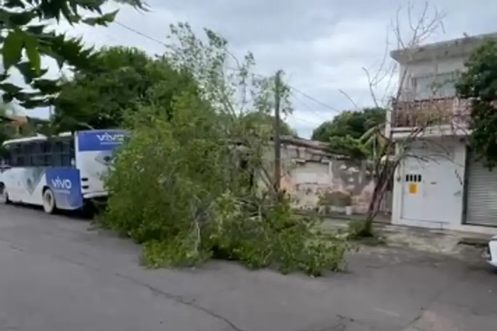 Imagen Este el saldo que dejó el viento del norte en Boca del Río; hay carros dañados 