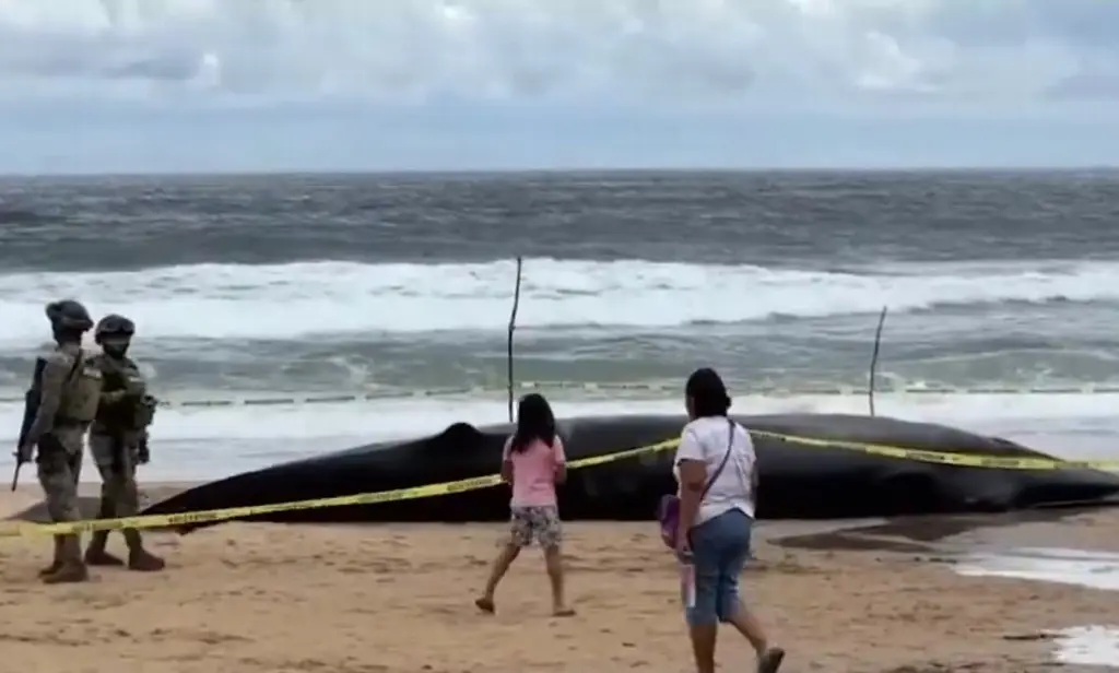 Imagen Hallan muerta a una ballena rorcual de casi 10 metros 