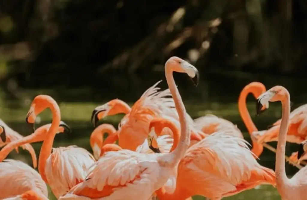 Imagen ¿Las aves pueden presentir algún desastre natural?