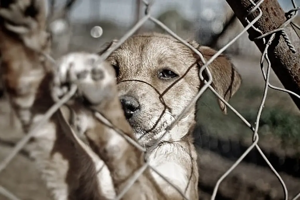 Imagen Estas son las multas y sanciones por maltrato animal en Veracruz