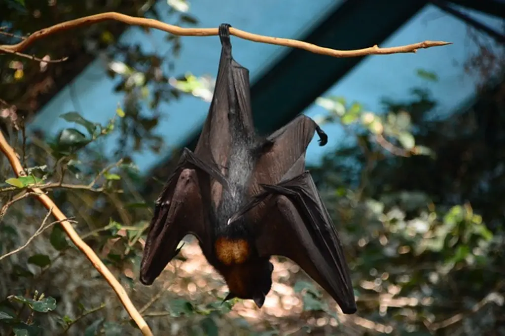 Imagen Muere hombre de rabia tras ser mordido por murciélago