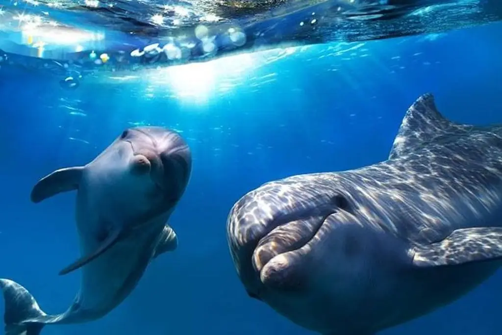 Imagen Hallan microplásticos en el aire exhalado por los delfines