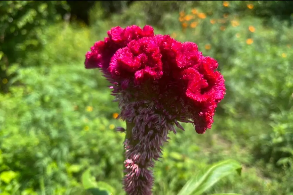 Imagen En esta comunidad muy cercana al puerto de Veracruz cultivan la flor de cempasúchil y moco de pavo