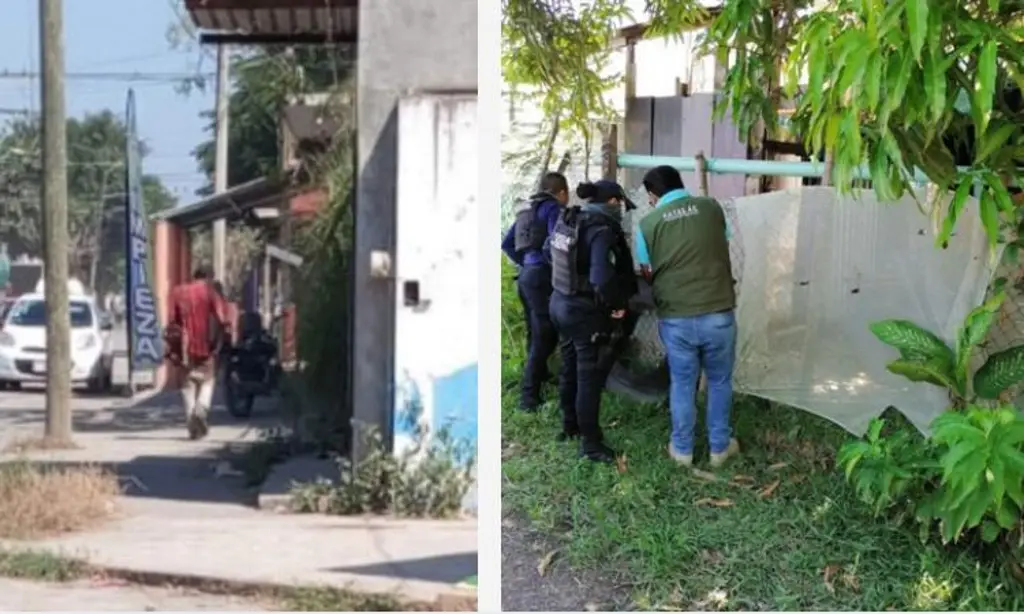 Imagen Aumentan casos de personas come gatos y perros en Veracruz; Amapolas en foco rojo