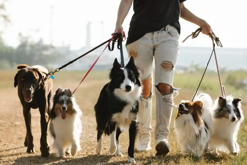 Imagen Asociación animalista exhorta a dueños de perros a sacarlos a pasear con correa