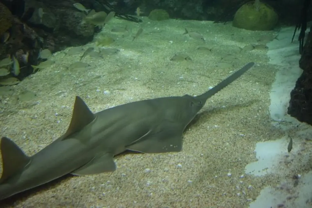 Imagen ¿El tiburón sierra del Acuario de Veracruz podría procrear aún sin macho?