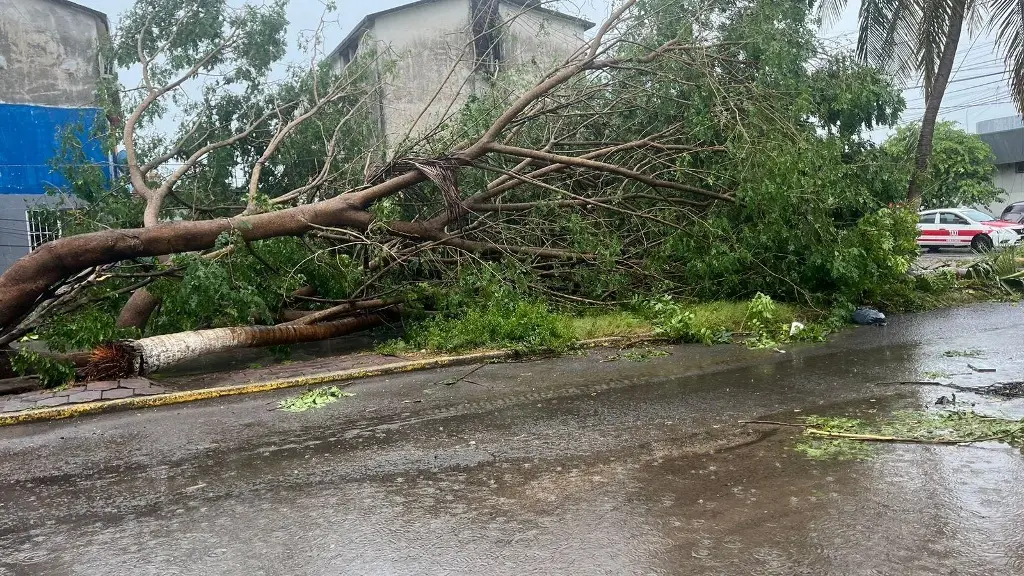 Imagen Fuertes lluvias provocan la caída de enorme árbol en Infonavit Chivería, en Veracruz 