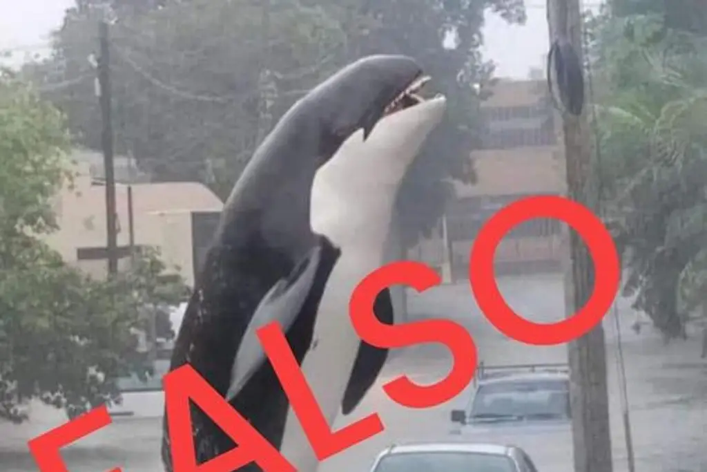 Imagen Nadie se salvó de mojarse ni de soltar una carcajada con estos memes en Veracruz