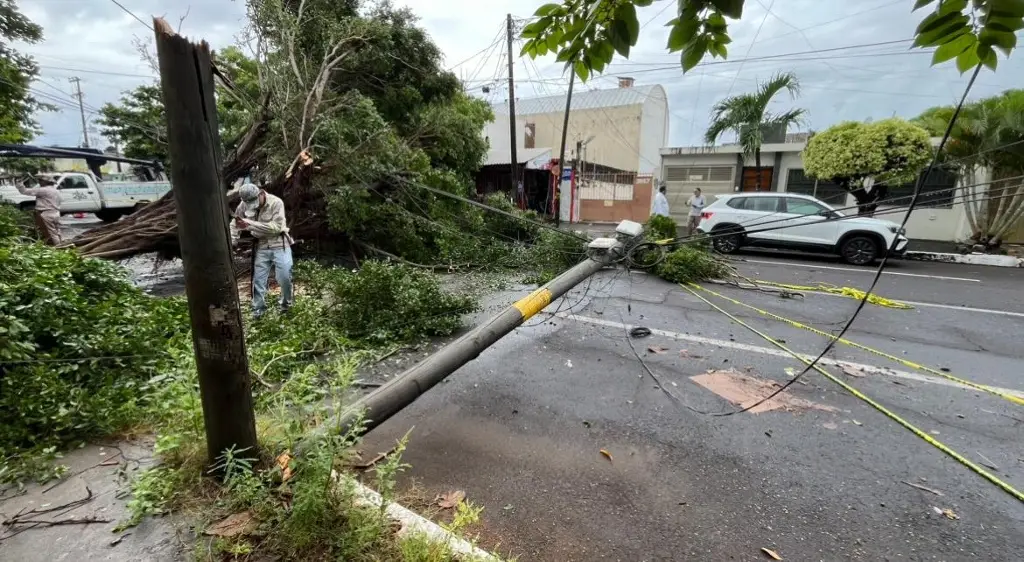 Imagen Debido a las lluvias se cae un árbol en la colonia Centro de Veracruz 