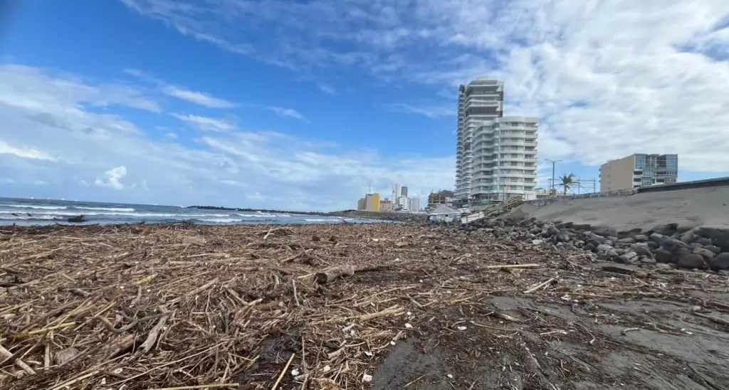 Imagen Playas de Boca del Río se encuentran tapizadas de palizadas