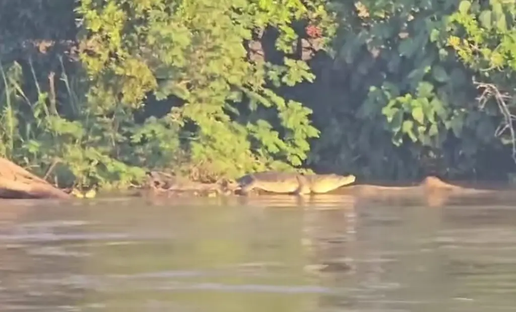 Imagen Captan cocodrilo en ribera del río Jamapa (+Video)