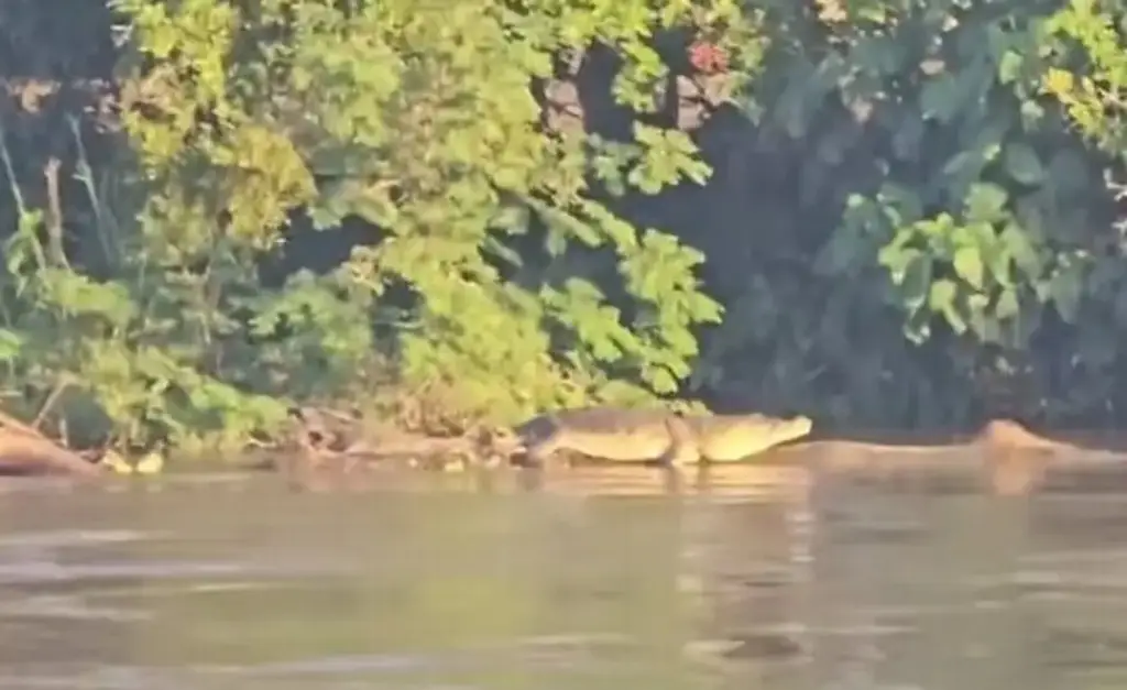 Imagen Esta es la especie de cocodrilo que captaron en orilla del río Jamapa