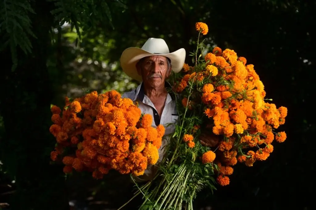 Imagen Corte de flor de Cempasúchil tradición familiar en Coacoatzintla, Veracruz 