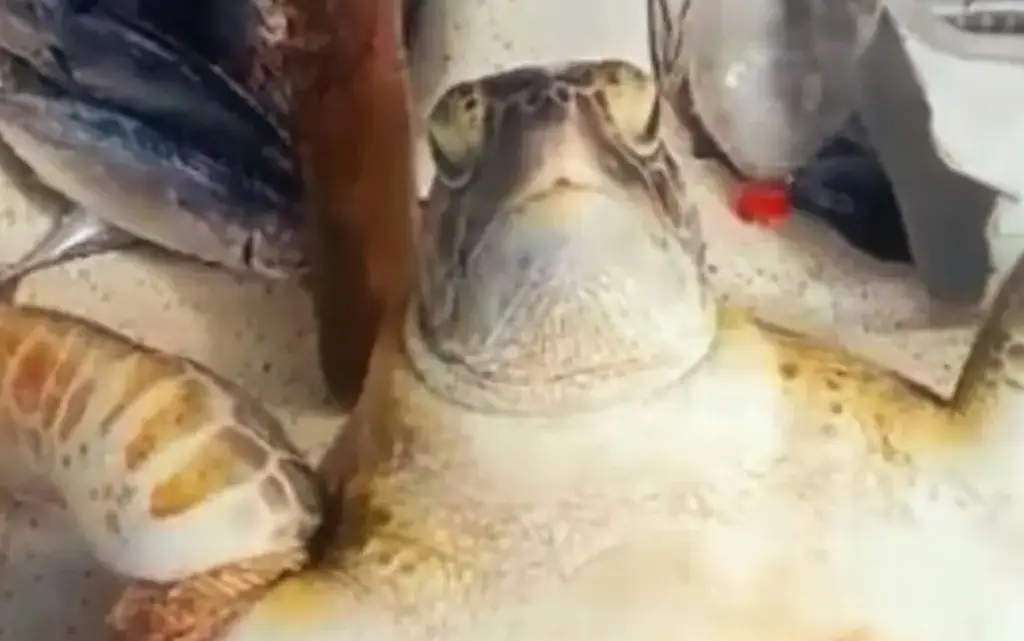 Imagen Este es el estado de salud de tortuga que pescadores de Veracruz encontraron en Alvarado