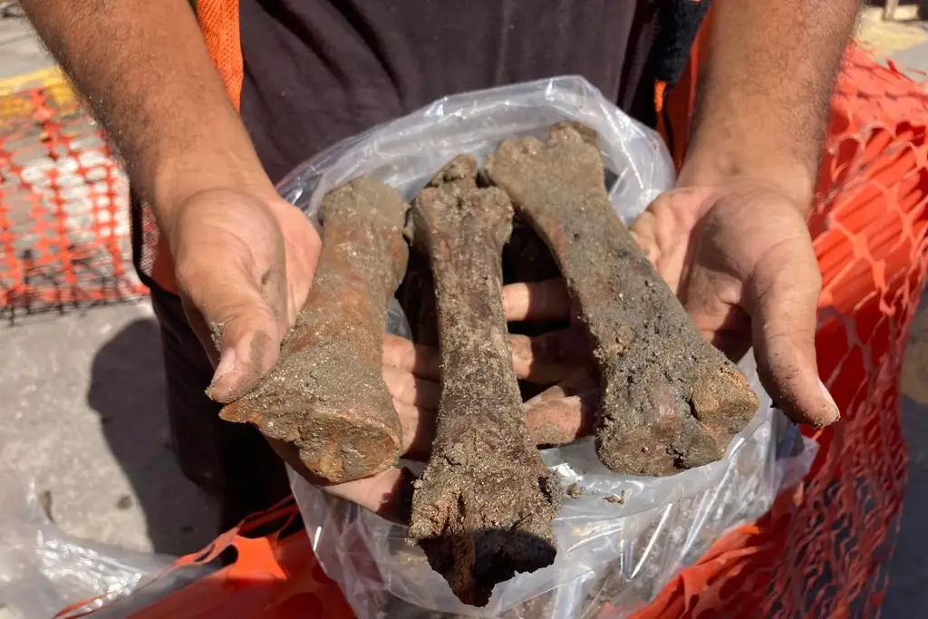 Imagen ¿De qué son los huesos hallados en las excavaciones del Centro Histórico de Veracruz?