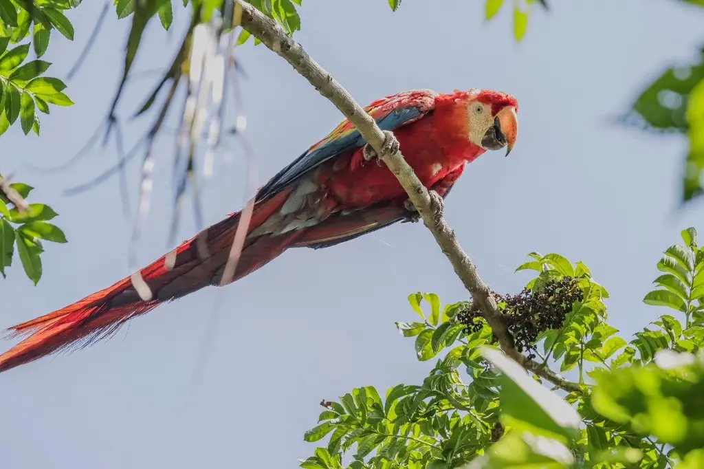 Imagen Liberan a guacamayas rojas en su hábitat natural en Veracruz