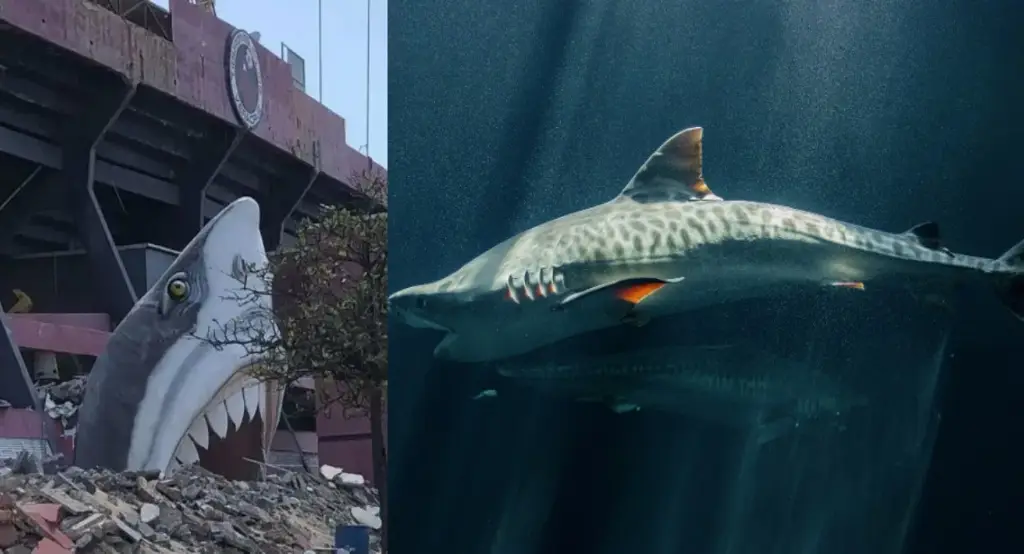 Imagen ¿Dónde pondrán la otra cabeza gigante de tiburón que estaba en el 