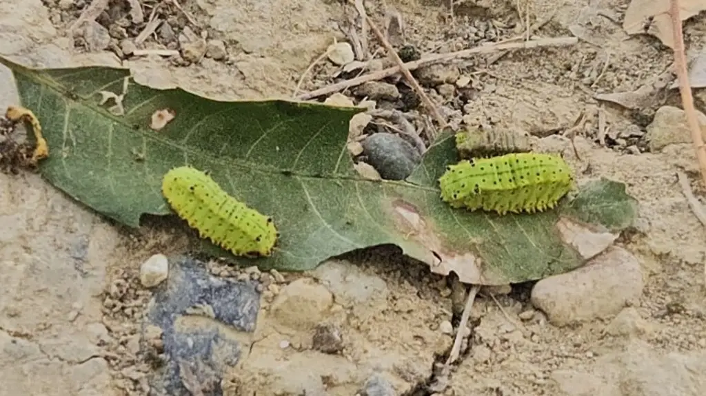 Imagen Larvas invaden árboles en escuelas; hay reacciones alérgicas en alumnos al norte de Veracruz