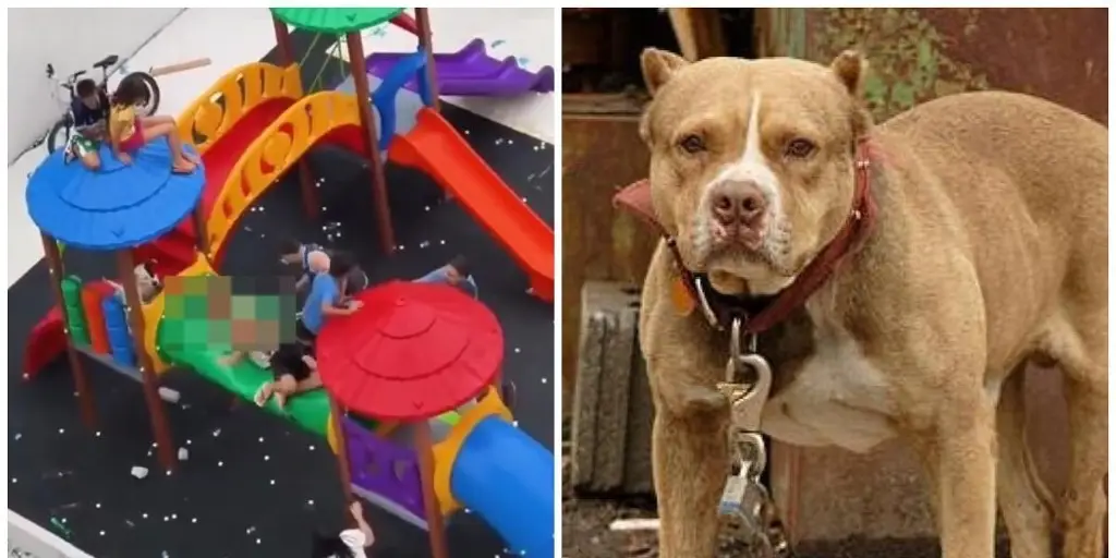 Imagen Perros pitbull atacan a niños; exigen castigo a dueños (+Video)