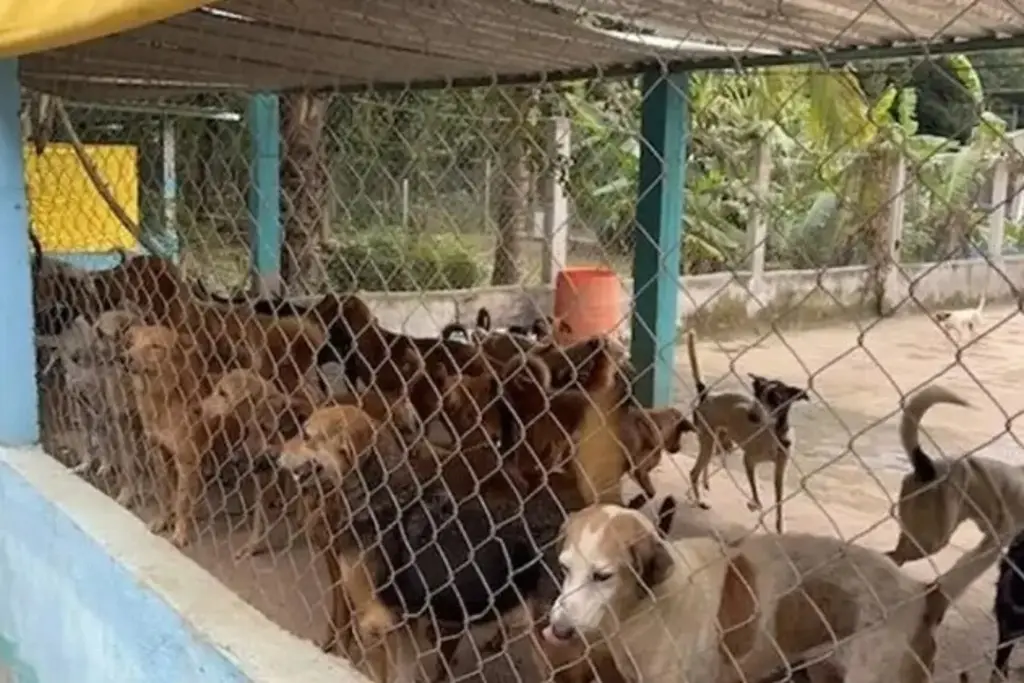 Imagen Urge acceso para La Roca, albergue de más de 300 perros y gatos  