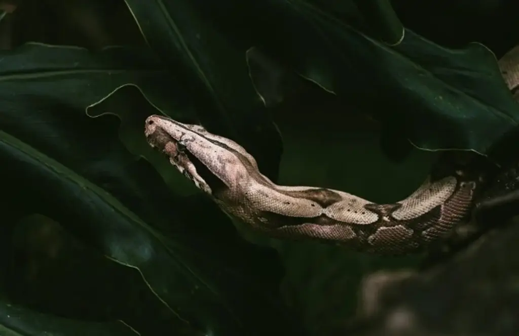 Imagen Hallan enorme serpiente afuera de una casa en la ciudad de Veracruz 