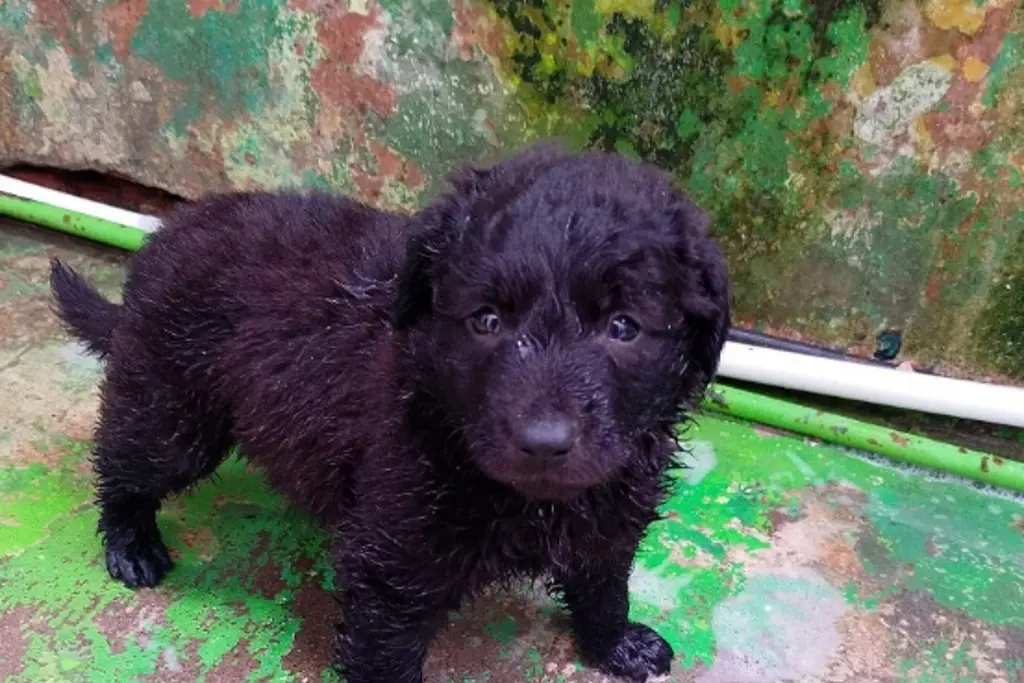 Imagen Siguen llegando perritos y gatitos maltratados al albergue La Roca, hay más de 300