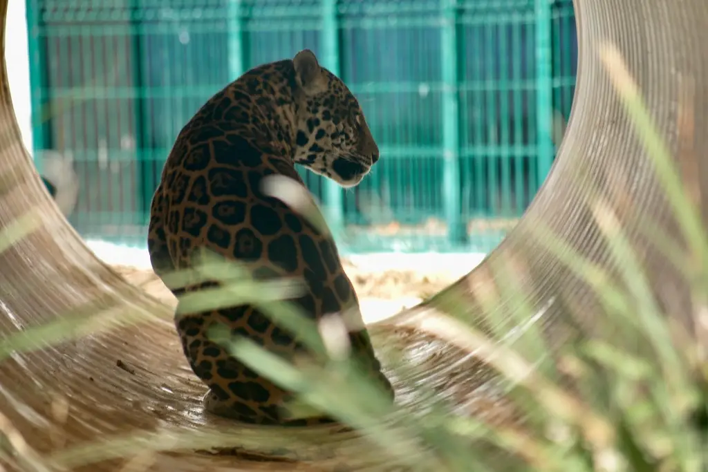 Imagen Abre sus puertas “Naturalia Santuario de Vida Silvestre”