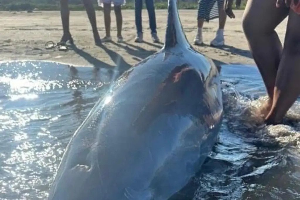 Imagen Encuentran delfin muerto cerca de Antón Lizardo