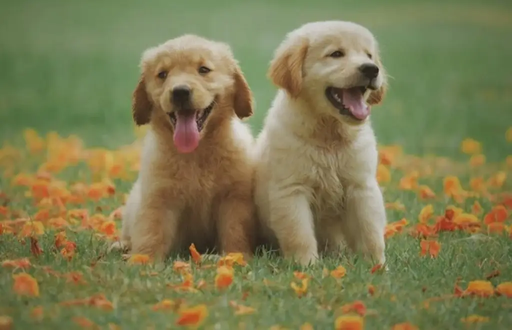 Imagen ¿Qué tan recomendable o no, es regalar mascotas en Navidad?