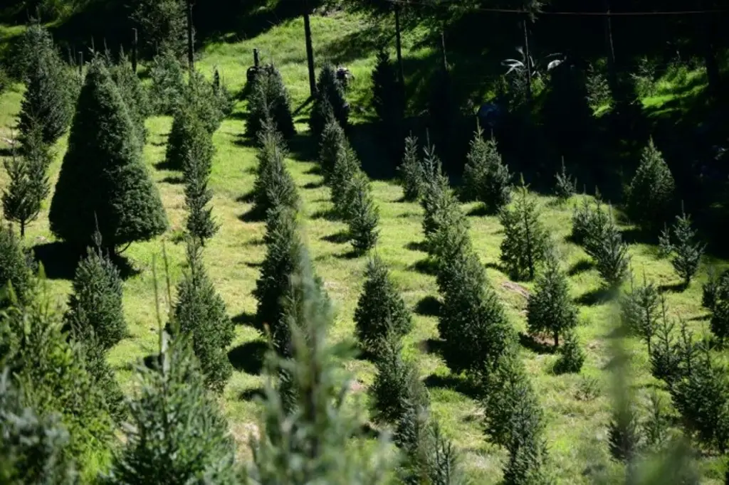 Imagen Corte de árbol navideño atrae a cientos de turistas a Las Vigas, Veracruz