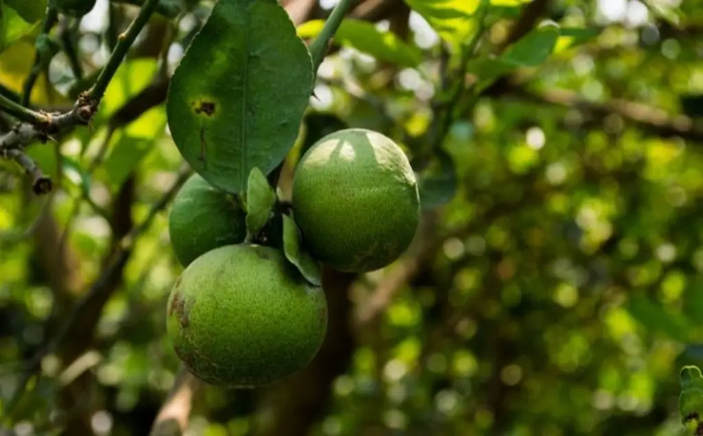 Imagen Crisis del limón persa en Veracruz; precios bajos obligan a productores a desechar cosechas