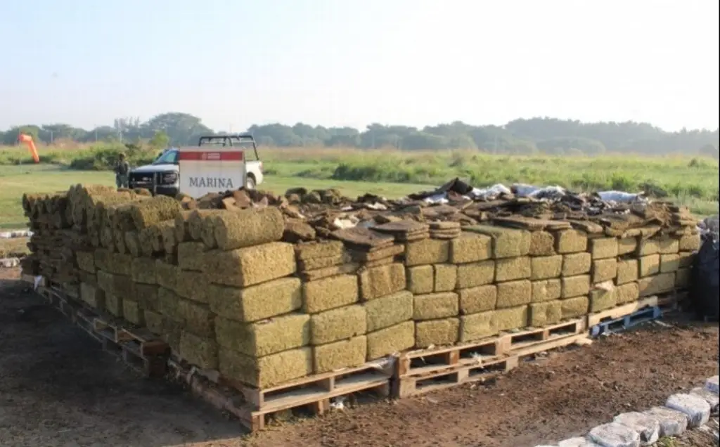 Imagen Destruyen cerca de 5 toneladas de marihuana en Veracruz