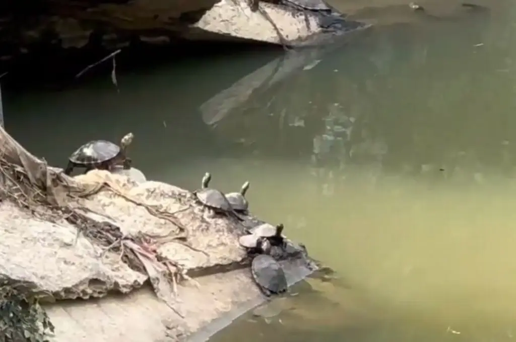 Imagen Reportan mayor avistamiento de animales silvestres al norte de Veracruz 