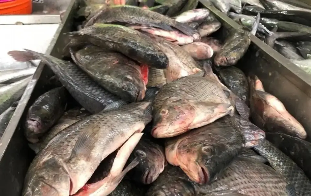 Imagen Norte hace que especies de peces lleguen más rápido a costas veracruzanas: pescadores