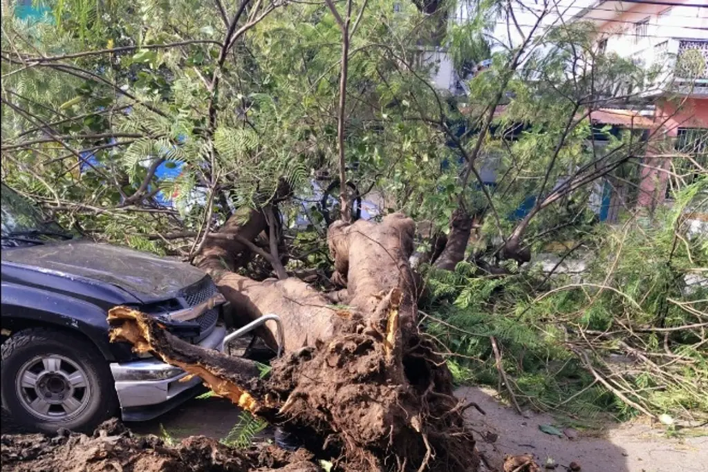 Imagen Árboles caídos, postes dañados y láminas desprendidas en Boca del Río