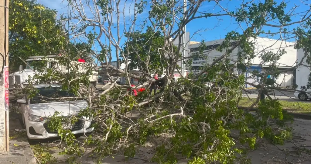 Imagen Árbol cae sobre un automóvil en el fraccionamiento Jardines de Mocambo en Boca del Río