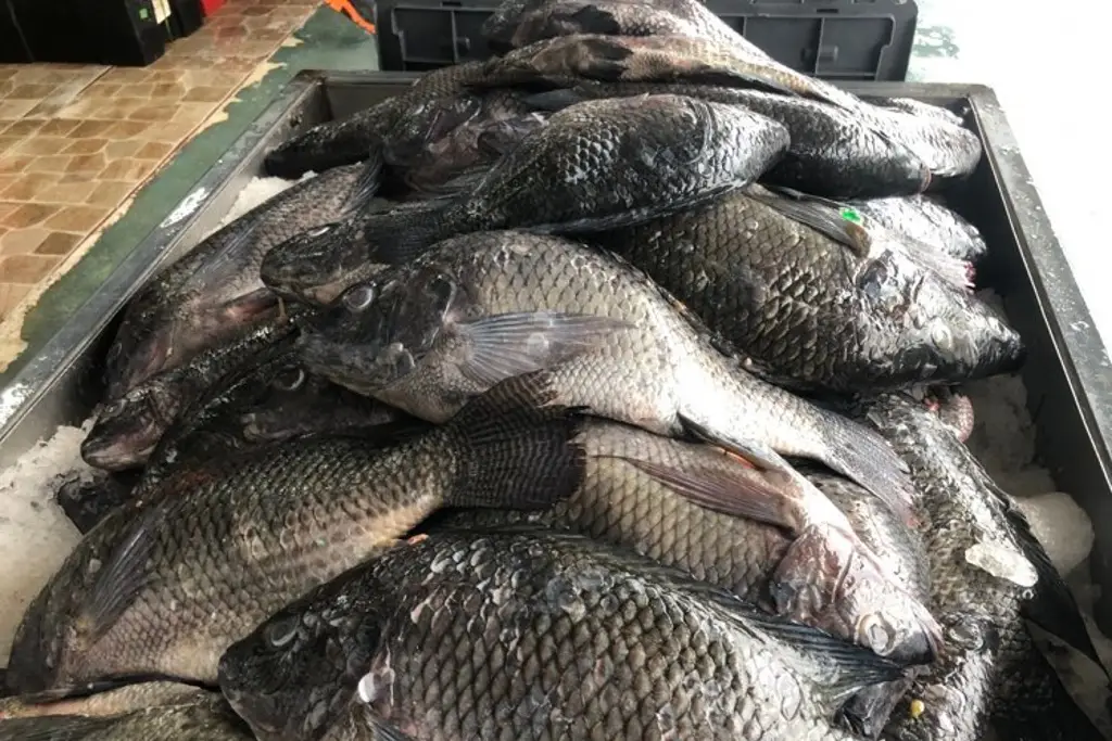 Imagen Pescadores de Veracruz esperan repunte de precio en pescado durante esta Navidad