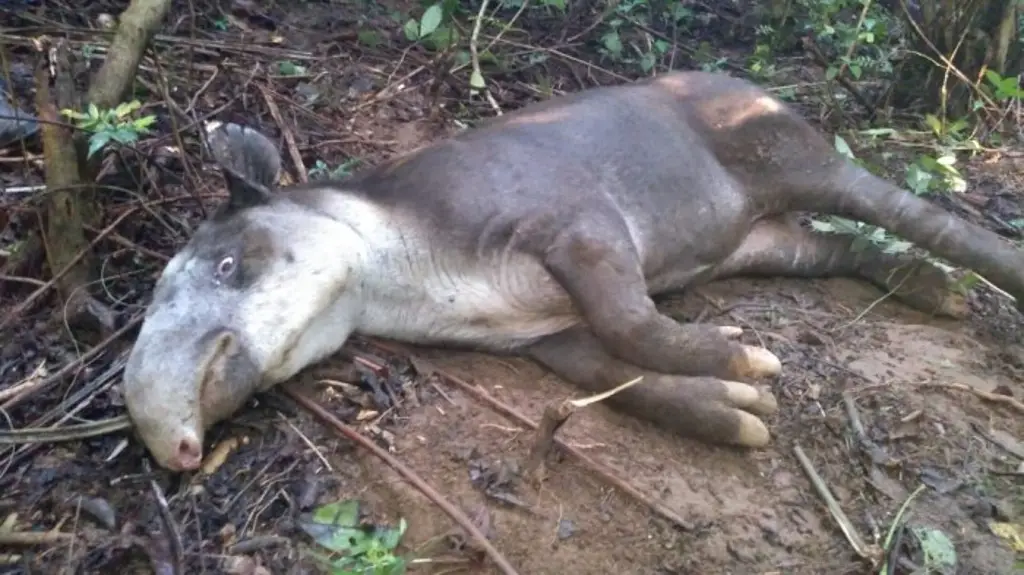 Imagen Animales son reconocidos como seres sintientes, pero sin derechos: ARPA