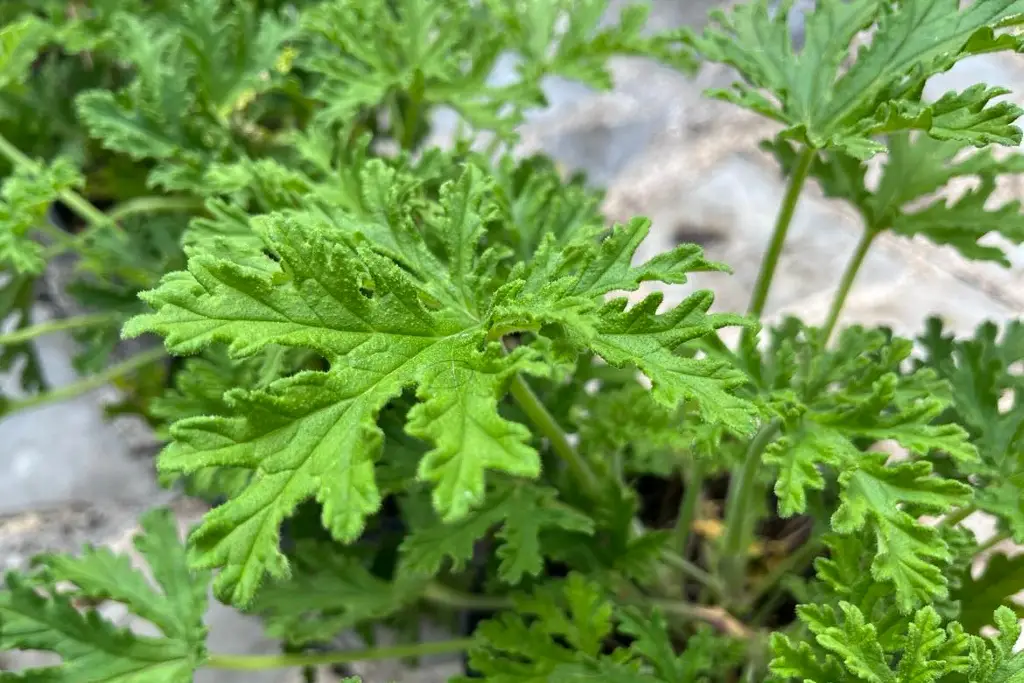 Imagen Esta es la planta que ahuyenta a los mosquitos; está en la Expo Nochebuena 