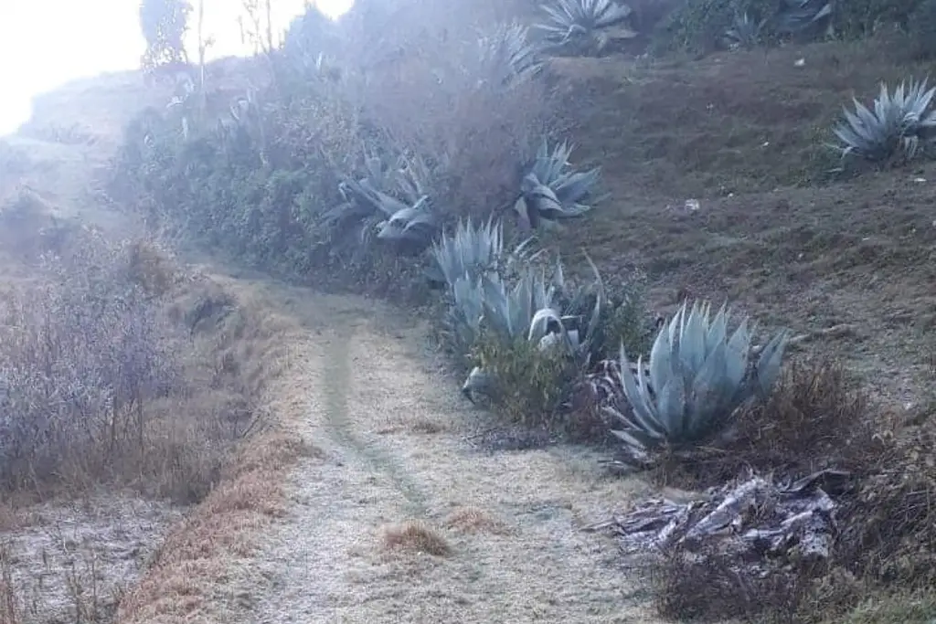 Imagen Siguen las heladas en esta región de Veracruz