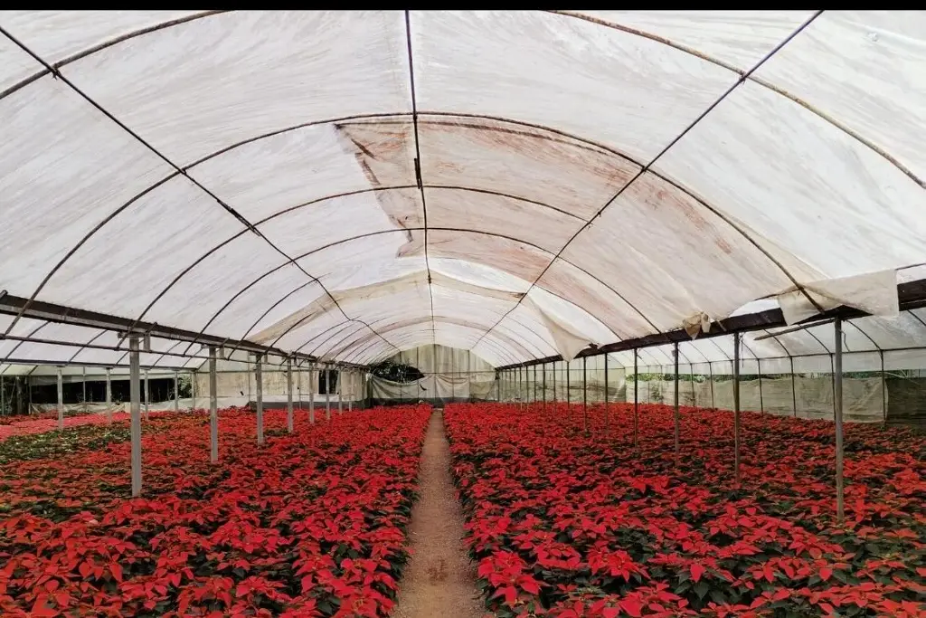 Imagen ¿Por qué la flor de nochebuena se asocia con la Navidad?