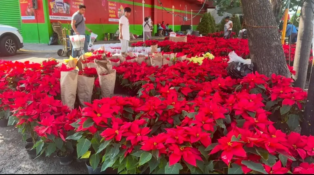 Imagen Estos son los precios de la flor de Noche Buena en mercados de Veracruz