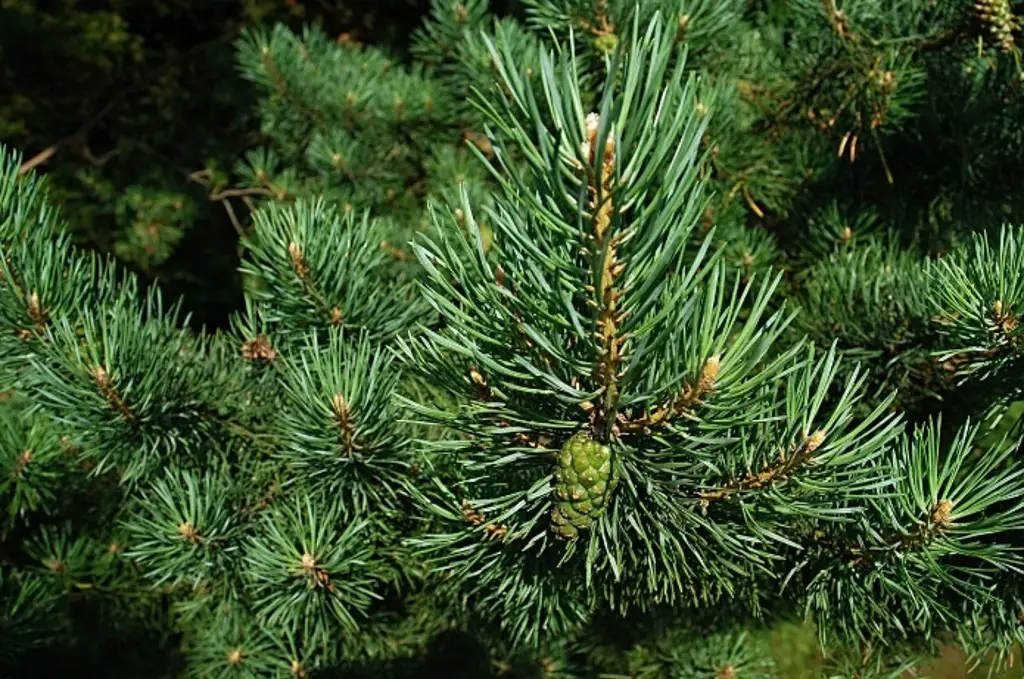 Imagen Pinos naturales de Navidad pueden arder en sólo 30 segundos, alertan bomberos