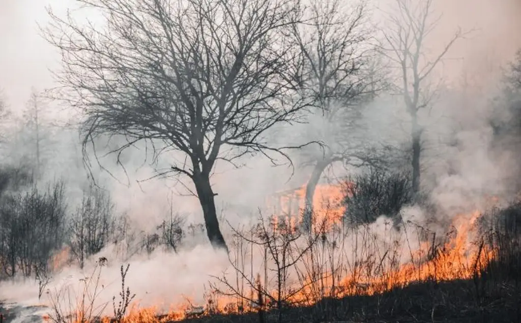 Imagen Incendios forestales devastan 15 mil hectáreas en Veracruz