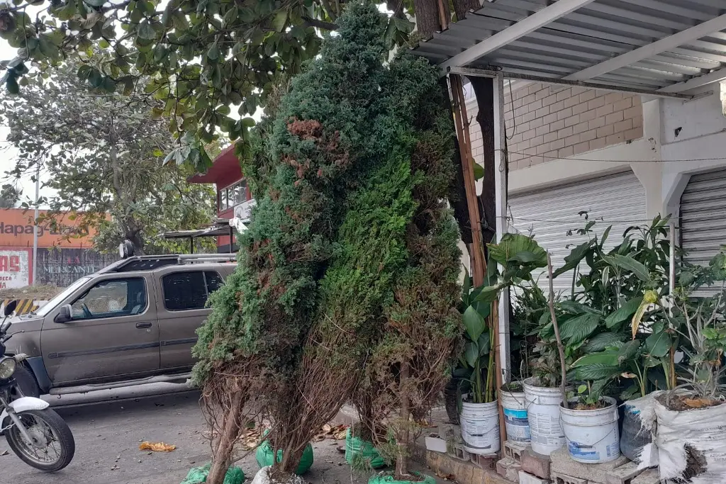 Imagen La Navidad se va; comerciantes dejan pinos naturales en buenas condiciones