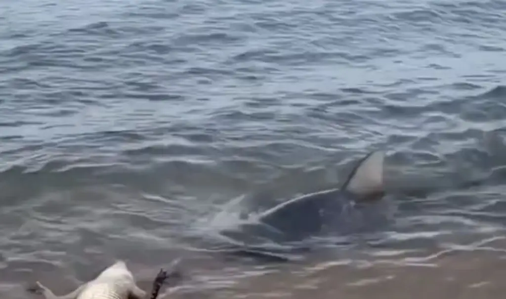 Imagen Captan a impresionante tiburón que ataca a cocodrilo (+Video)