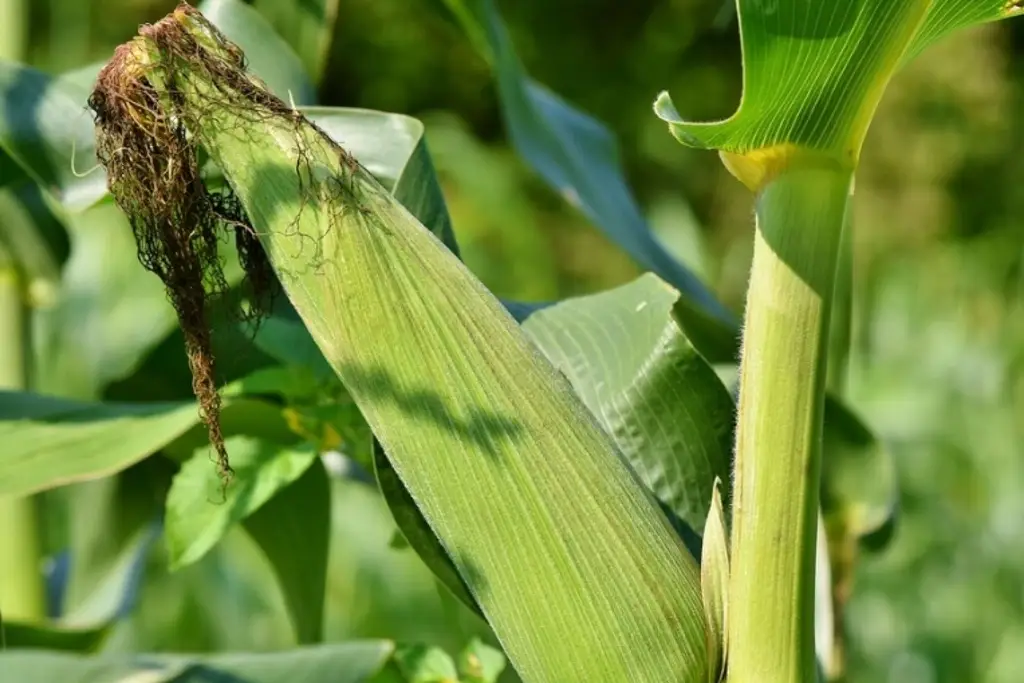 Imagen Habrá nuevas variedades de maíz y frijol en el Campo Experimental Cotaxtla