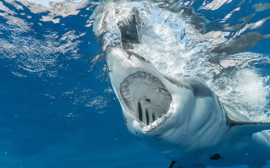 Imagen Autoridades buscan a un joven desaparecido tras ataque de un tiburón en Australia