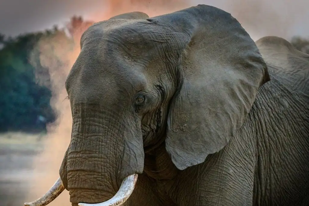 Imagen Muere turista tras ser atacada por elefante