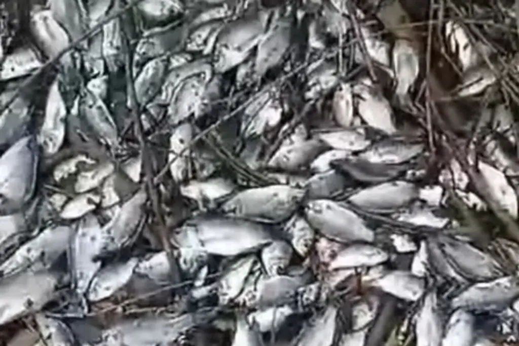 Imagen Reportan mortandad de peces en Vargas, Veracruz 